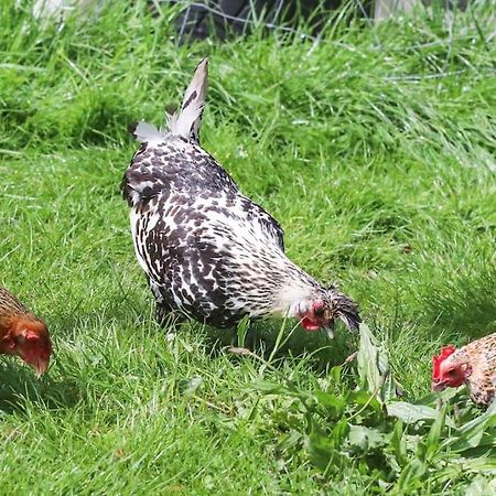 Gite A La Ferme Questembert Zewnętrze zdjęcie