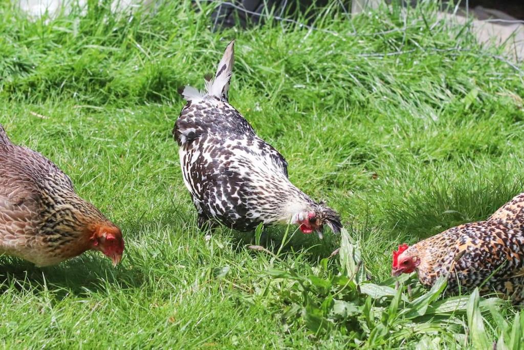 Gite A La Ferme Questembert Zewnętrze zdjęcie